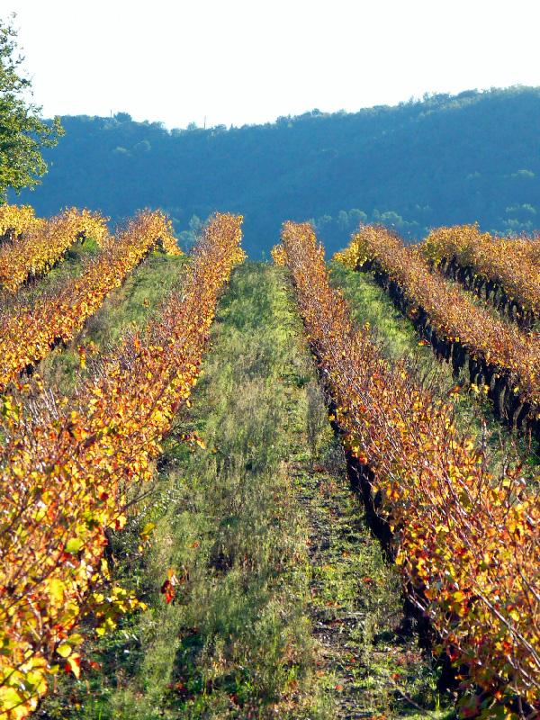 la-chapelle-grenache-automne-2012511461ee05903